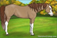 Horse Color:Red Dun Splash