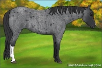 Horse Color:Blue Roan 