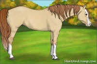 Horse Color:Red Dun Splash 