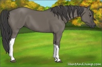Horse Color:Smoky Grullo