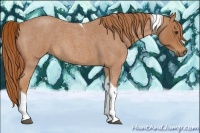 Horse Color:Red Roan Tobiano 