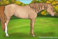 Horse Color:Gold Champagne Rabicano 