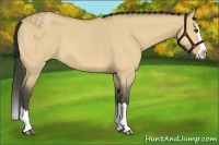 Horse Color:Buckskin Roan Dun Splash 