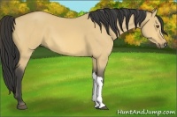 Horse Color:Buckskin Dun 
