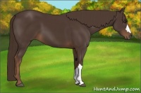 Horse Color:Liver Chestnut 