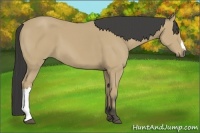 Horse Color:Buckskin 