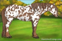 Horse Color:Chestnut Appaloosa