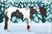 Horse Color:Black Tobiano 