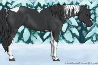 Horse Color:Black Tobiano 