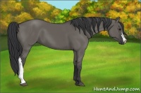 Horse Color:Grullo
