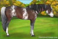 Horse Color:White Spotted Bay 