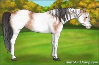 Horse Color:White Spotted Bay 