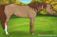 Horse Color:Red Dun 