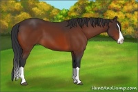 Horse Color:Bay Splash 