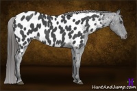 Horse Color:Blue Roan Near Leopard 