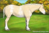 Horse Color:White Spotted Gold Cream Champagne