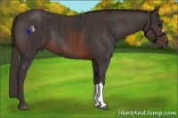 Horse Color:Brown  Brindle