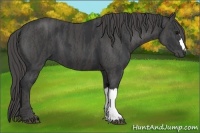 Horse Color:Black  Brindle