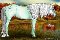 Horse Color:Black Sabino Appaloosa Brindle