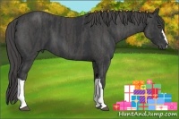 Horse Color:Black  Brindle