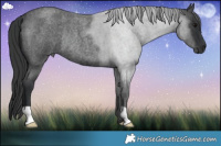 Horse Color:Blue Roan Rabicano  Brindle