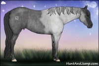 Horse Color:Blue Roan Rabicano  Brindle