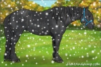 Horse Color:Black  Brindle