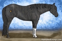 Horse Color:Black  Brindle