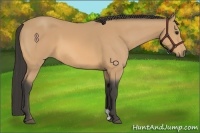 Horse Color:Buckskin 