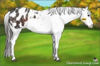 Horse Color:Brown Ice Appaloosa 