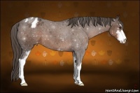 Horse Color:Liver Chestnut Sabino Appaloosa 