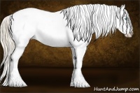 Horse Color:Perlino Appaloosa
