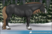 Horse Color:Liver Chestnut Rabicano 