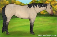 Horse Color:Bay Roan Dun