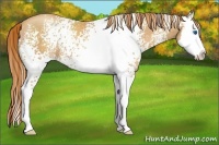 Horse Color:White Spotted Gold Champagne Splash 