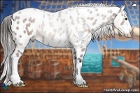 Horse Color:Brown Appaloosa Rabicano 