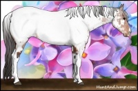 Horse Color:White Spotted Brown Appaloosa Rabicano 