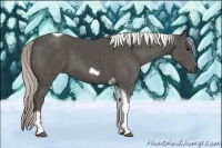 Horse Color:Silver Black Tobiano Frame