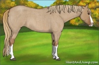 Horse Color:Red Dun Roan Splash Frame Rabicano 