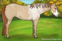 Horse Color:Red Dun Roan Splash Frame Rabicano