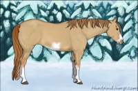 Horse Color:Red Dun Sabino Splash Frame Rabicano