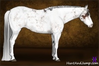 Horse Color:Bay Sabino
