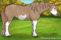 Horse Color:Red Dun Roan Sabino Splash Frame Rabicano