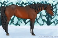 Horse Color:Bay Sabino 