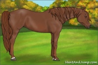 Horse Color:Chestnut Sabino