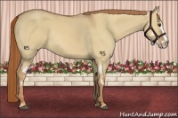 Horse Color:Red Dun Sabino Splash Frame Rabicano 