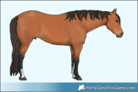 Horse Color:Bay Sabino 