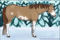 Horse Color:Red Dun Sabino Splash Frame Rabicano