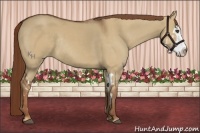 Horse Color:Red Dun Sabino Splash Frame Rabicano