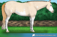 Horse Color:Gold Champagne Dun Sabino Splash Frame Rabicano